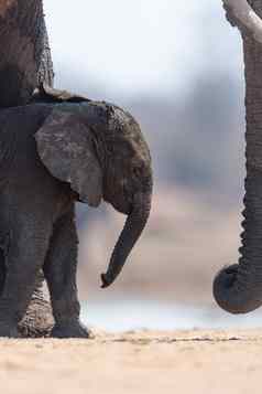 大象小腿婴儿大象