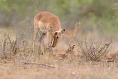 黑斑羚小腿婴儿黑斑羚羚羊