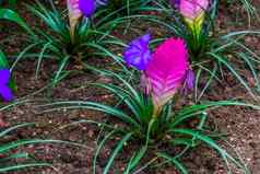特写镜头弗里西电植物热带花园色彩斑斓的异国情调的花specie美国