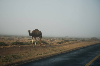 骆驼<strong>走路</strong>沙漠景观撒哈拉沙漠动物路概念水平颜色摄影