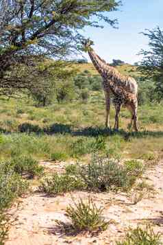 可爱的长颈鹿南非洲野生动物