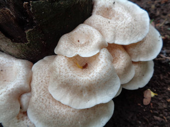 白色有毒的蘑菇自然背景