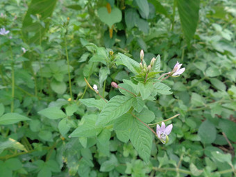 关闭拍摄醉蝶花属芸香属<strong>流苏</strong>蜘蛛花花园自然背景醉蝶花属芸香属<strong>流苏</strong>蜘蛛花杂草