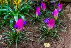 行弗里西电植物热带花园异国情调的植物specie美国