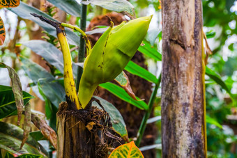 新鲜的再生香蕉植物受欢迎的热带植物specie澳大利亚