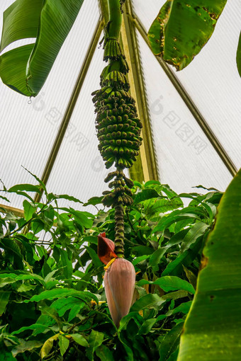 花巴德香蕉群香蕉植物<strong>热带</strong>植物specie