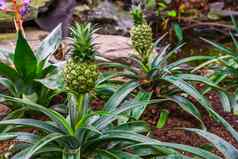 小菠萝日益增长的植物热带花园受欢迎的异国情调的植物specie南美国