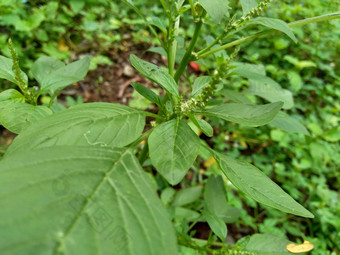 棘手的苋属植物苋属植物spinosus自然背景