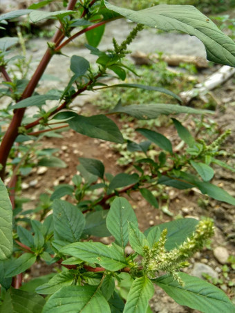 <strong>棘手</strong>的苋属植物苋属植物spinosus自然背景