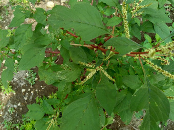 <strong>棘手</strong>的苋属植物苋属植物spinosus自然背景