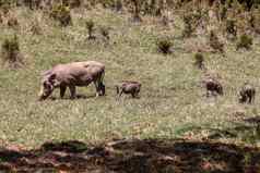 疣猪家庭婴儿小猪埃塞俄比亚