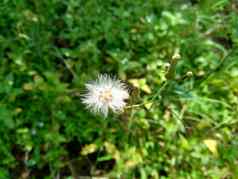 艾米利亚sonchifolia淡紫色流苏花卡卡利亚sonchifolia自然背景