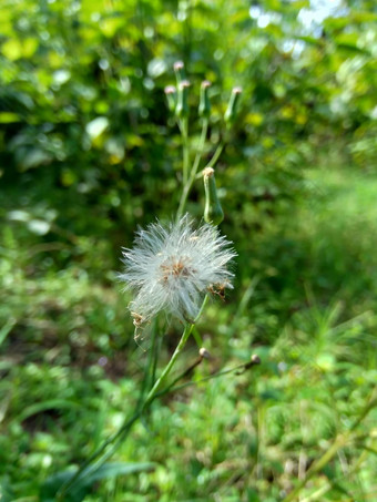 艾米利亚sonchifolia淡紫色流苏花卡卡利亚sonchifolia自然背景