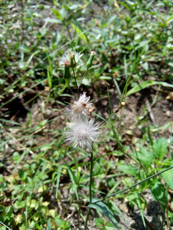 艾米利亚sonchifolia淡紫色流苏花卡卡利亚sonchifolia自然背景