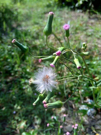 艾米利亚sonchifolia淡紫色流苏花卡卡利亚sonchifolia自然背景