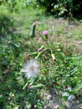 艾米利亚sonchifolia淡紫色流苏花卡卡利亚sonchifolia自然背景