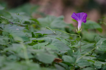 花叶子紫色的番薯紫竹