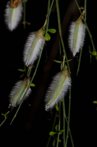 多毛的豆荚毛果的扫帚cytisusstriatus