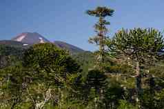 猴子谜题树亚伊火山背景