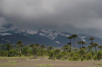 亚伊火山覆盖云猴子谜题树
