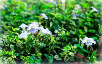 白色郁金香绣球花花佩妮莉莉非洲菊黛西水仙花家庭完整的太阳布鲁姆夏天环境自然背景摄影