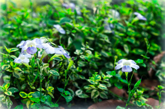 白色郁金香绣球花花佩妮莉莉非洲菊黛西水仙花家庭完整的太阳布鲁姆夏天环境自然背景摄影