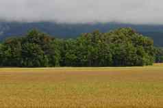 场小麦小麦属植物森林