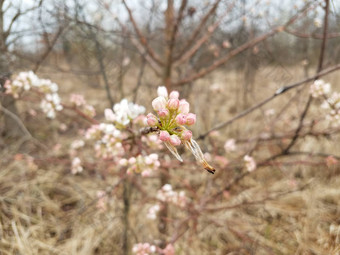 粉红色的白色花花朵树棕色（的）草