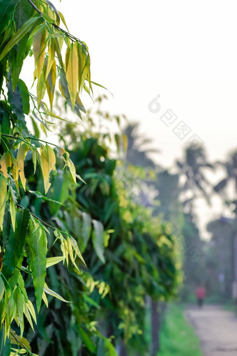 充满活力的绿色颜色植物叶背景复制空间房间文本新鲜的树叶模式摄影夏天日落<strong>社区</strong>花园草坪上<strong>区域</strong>焦点前景