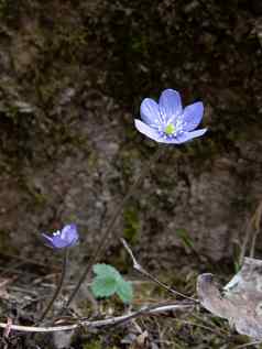 集团自发的花淡紫色花瓣白色雌蕊