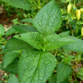 班多坦藿香conyzoides类型农业杂草归属感菊科部落植物痢疾腹泻杀虫剂杀线虫剂