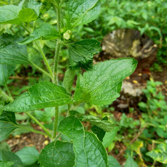 班多坦藿香conyzoides类型农业杂草归属感菊科部落植物痢疾腹泻<strong>杀虫</strong>剂<strong>杀</strong>线<strong>虫</strong>剂