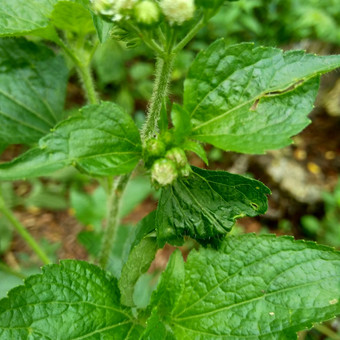 班多坦藿香conyzoides类型农业杂草归属感菊科部落植物痢疾腹泻杀虫剂杀线虫剂