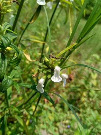 borreria植物包括杂草很容易发现字段字段印尼植物白色<strong>花甲</strong>虫爱植物