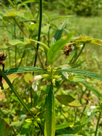 borreria植物包括杂草很容易发现字段字段印尼植物白色花甲虫爱植物