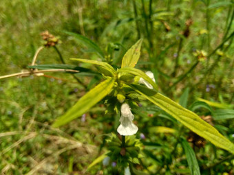 borreria植物包括杂草很容易发现字段字段印尼植物白色<strong>花甲</strong>虫爱植物