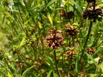borreria植物包括杂草很容易发现字段字段印尼植物白色花甲虫爱植物