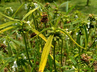 borreria植物包括杂草很容易发现字段字段印尼植物白色<strong>花甲</strong>虫爱植物