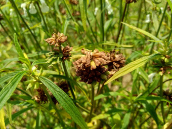 borreria植物包括杂草很容易发现字段字段印尼植物白色<strong>花甲</strong>虫爱植物