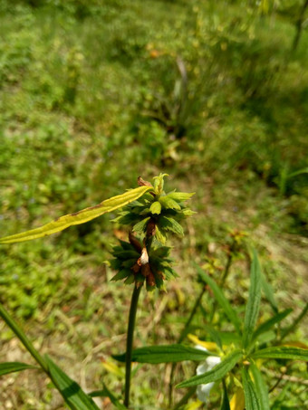 borreria植物包括杂草很容易发现字段字段印尼植物白色<strong>花甲</strong>虫爱植物