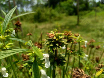 borreria植物包括杂草很<strong>容易</strong>发现字段字段印尼植物白色花甲虫爱植物