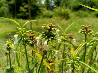 borreria植物包括杂草很容易发现字段字段印尼植物白色花甲虫爱植物