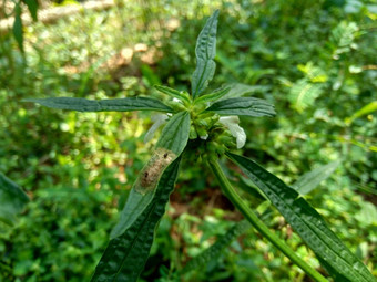 borreria植物包括杂草很<strong>容易</strong>发现字段字段印尼植物白色花甲虫爱植物