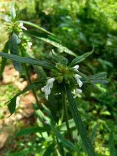 borreria植物包括杂草很容易发现字段字段印尼植物白色花甲虫爱植物