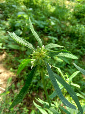 borreria植物包括杂草很容易发现字段字段印尼植物白色<strong>花甲</strong>虫爱植物