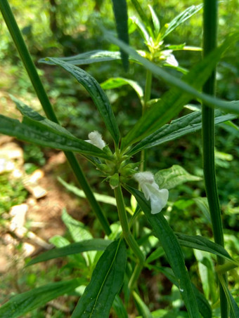 borreria植物包括杂草很容易发现字段字段印尼植物白色花甲虫爱植物