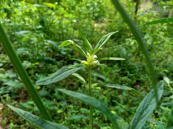 borreria植物包括杂草很容易发现字段字段印尼植物白色花甲虫爱植物