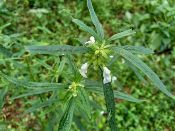 borreria植物包括杂草很容易发现字段字段印尼植物白色<strong>花甲</strong>虫爱植物