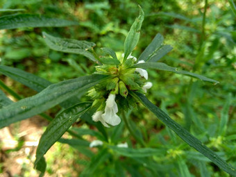 borreria植物包括杂草很容易发现字段字段印尼植物白色花甲虫爱植物