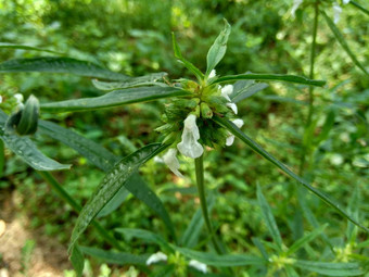 borreria植物包括杂草很容易发现字段字段印尼植物白色<strong>花甲</strong>虫爱植物